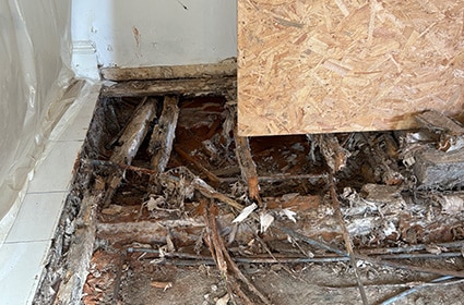 Dry rot damage to timber flooring identified during an independent timber survey