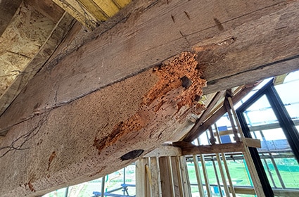 Wood-boring insect damage identified during an independent timber survey